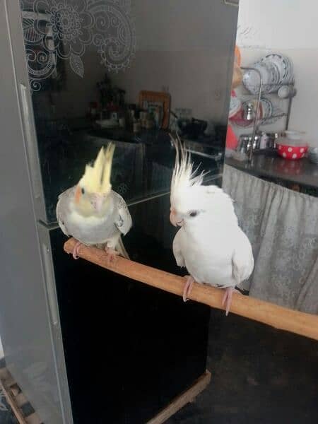 cockatiel jori he 5000 price 1