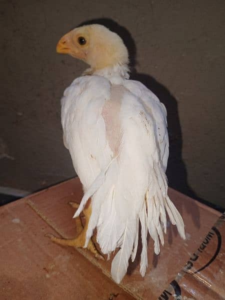 Parrot beak male chick 1
