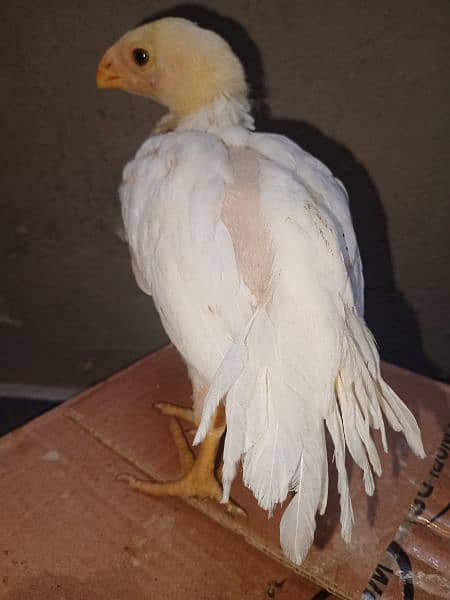 Parrot beak male chick 2