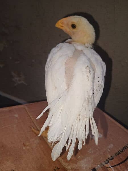 Parrot beak male chick 3