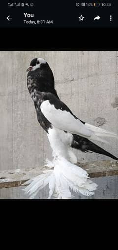 Black magpi reverswing chicks pair