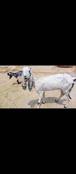 Bakri from sale WhatsApp per rabta karain 8