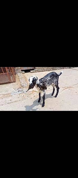 Bakri from sale WhatsApp per rabta karain 10