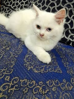 beautiful persian kitten 0
