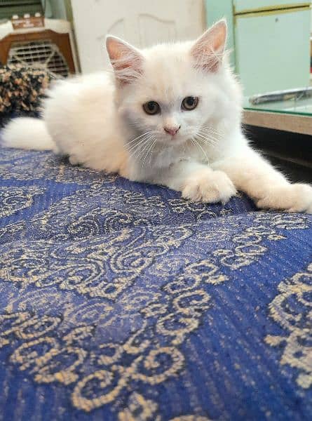 beautiful persian kitten 1