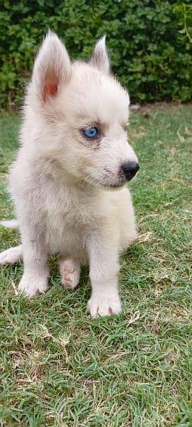 Siberian Husky Blue Eyes Puppies 3