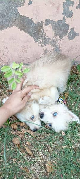 Siberian Husky Blue Eyes Puppies 4