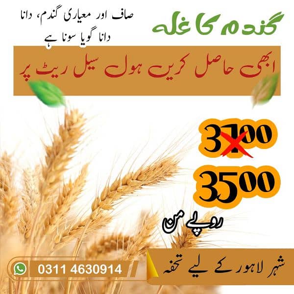 Wheat for Sale Whole sale rate 0