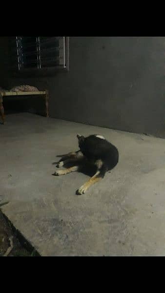 seleing german shefered pupy 5 month 0