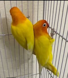 lotino pasnata breeder pair