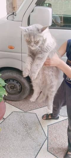 Russian gray cat 0