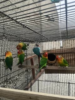 Adult Love birds for sale adult pieces