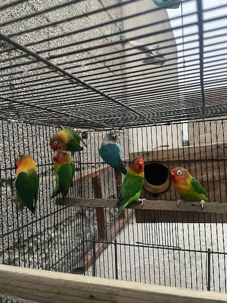 Adult Love birds for sale adult pieces 0