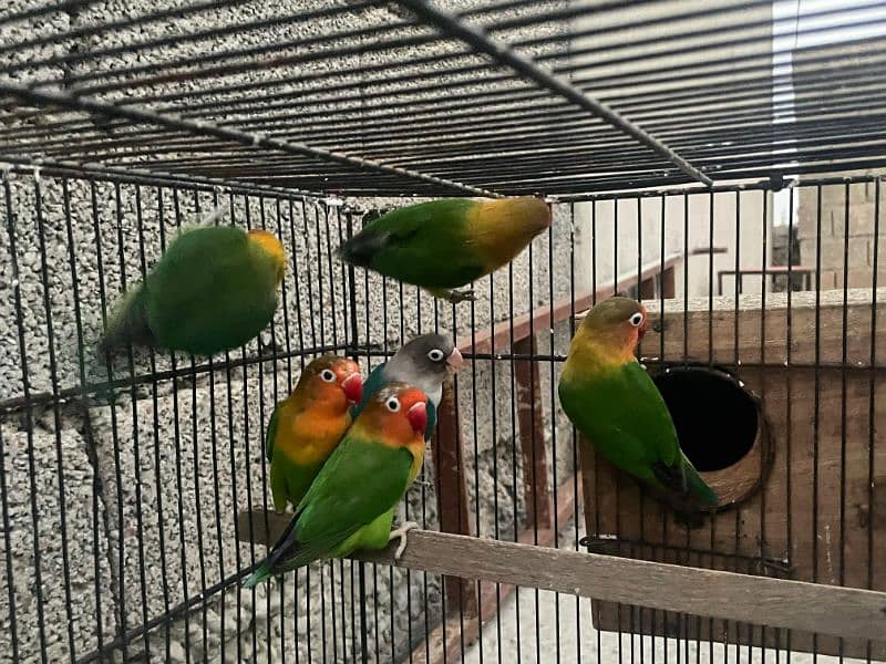 Adult Love birds for sale adult pieces 2