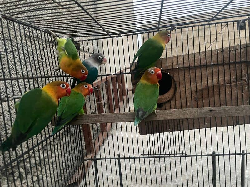 Adult Love birds for sale adult pieces 3