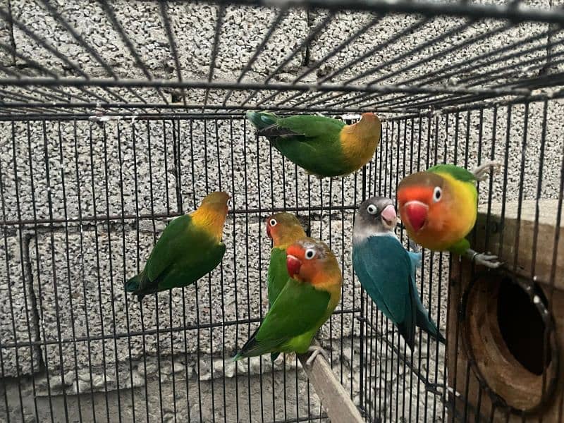 Adult Love birds for sale adult pieces 5