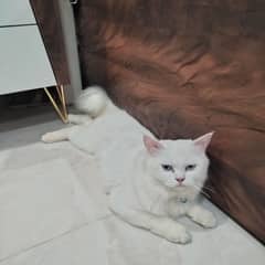 Persian cat 0