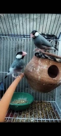 Jawa Breeder Pair for Sale - Healthy and Beautiful Birds