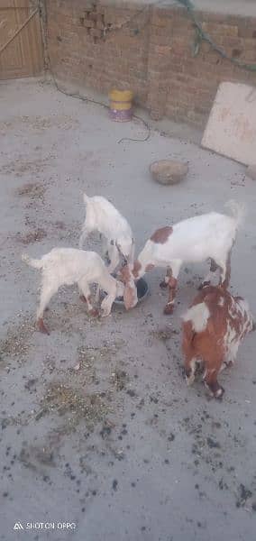 8 x goats 7