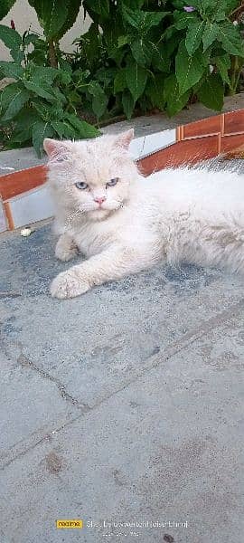 Persion triple coated kitten for sell 0