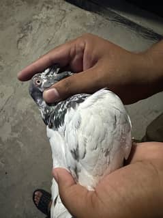 Taddy pigeon