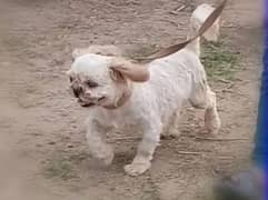 shihtzu quality male. . . sale. . . zero size punch face