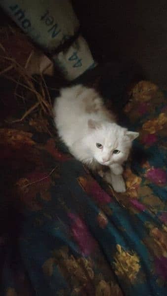Persian cat male for sale 1