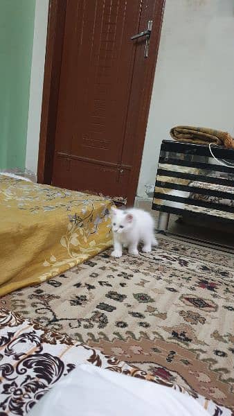 Persian Kitten for sale 4
