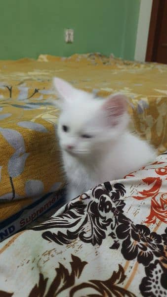Persian Kitten for sale 5