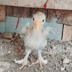 bentum chik for sale