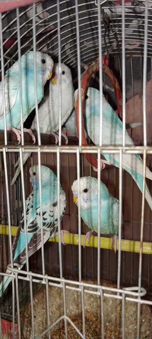 Beautiful Australian Bajri Parrots For Sale 4