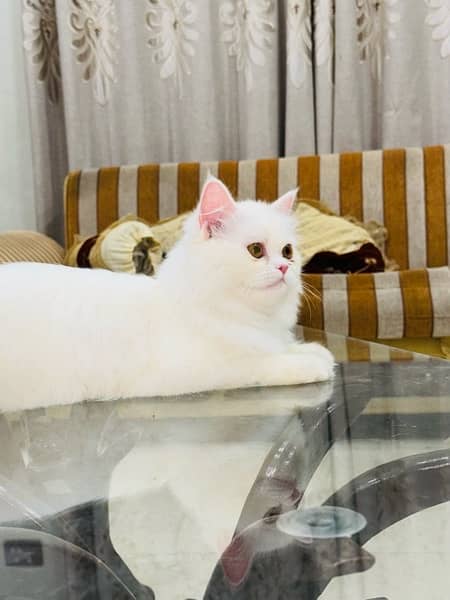 White Persian Cat 2