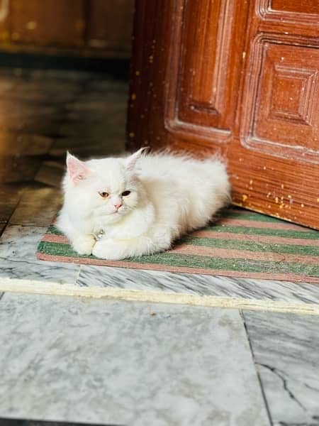 White Persian Cat 3