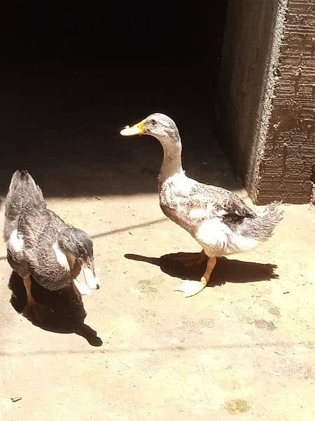 Duck pair 2