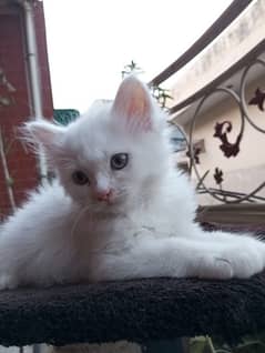 White & grey Persian Kittens Yellow blue eyes  50 days