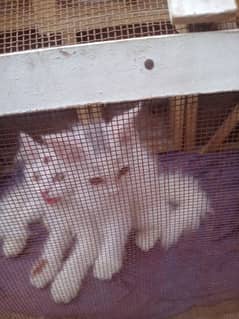 baby cats 0