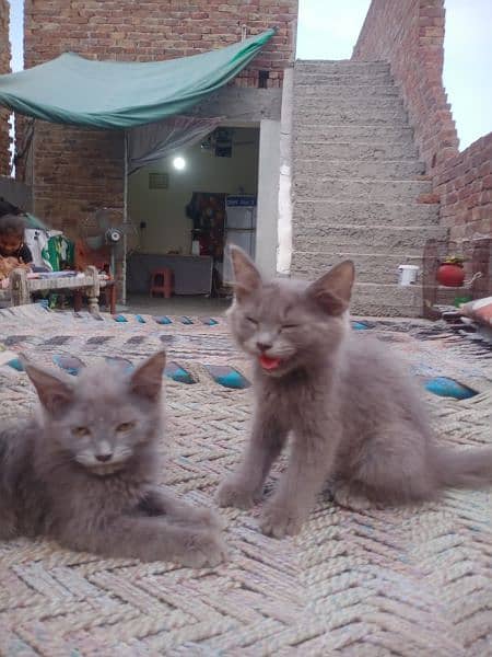 baby cats 2