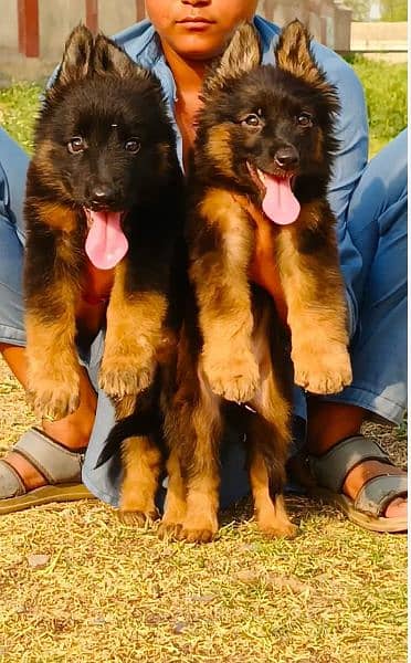 German Shepherd pair 2months for sale 0