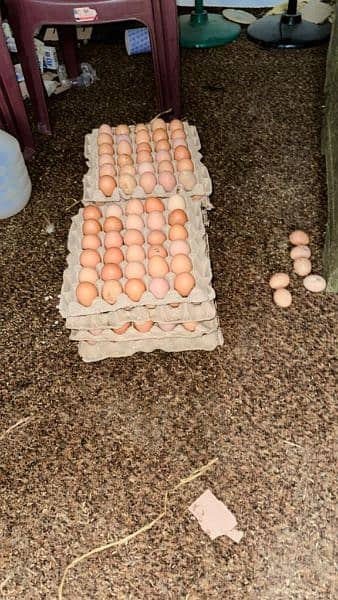 Lohmann Brown & Black egg layers for sale 12