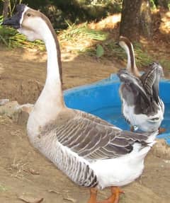 Long Neck Female Duck