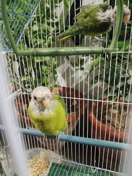 parrot 1