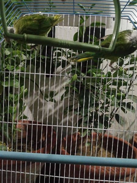 parrot 2