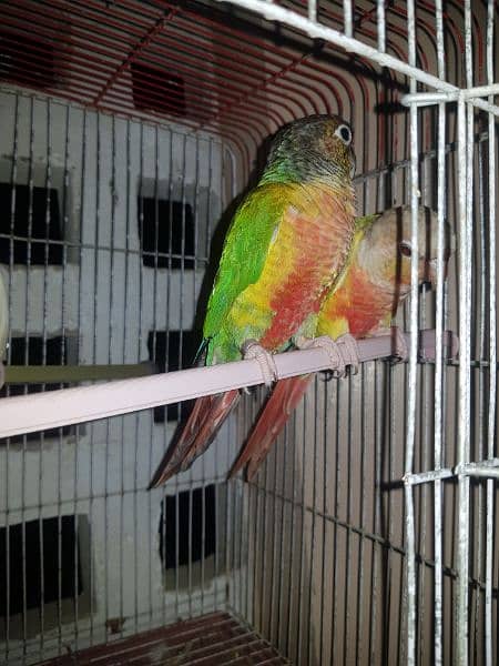 Colour full beautiful parrot 2