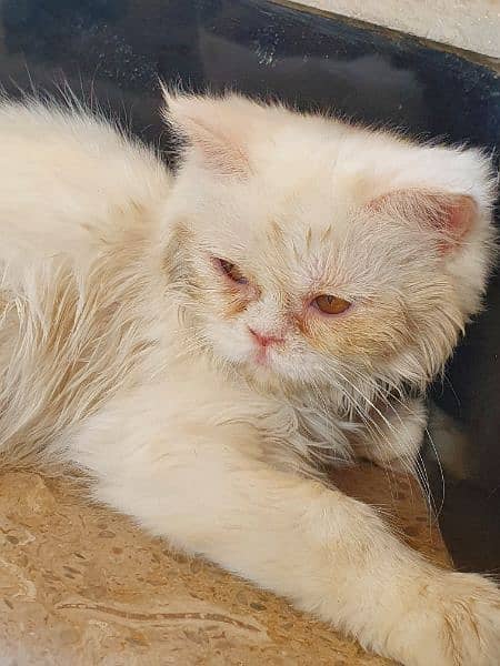 cat for sale persian cat 0