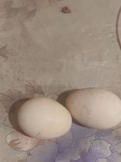 Peacock Eggs