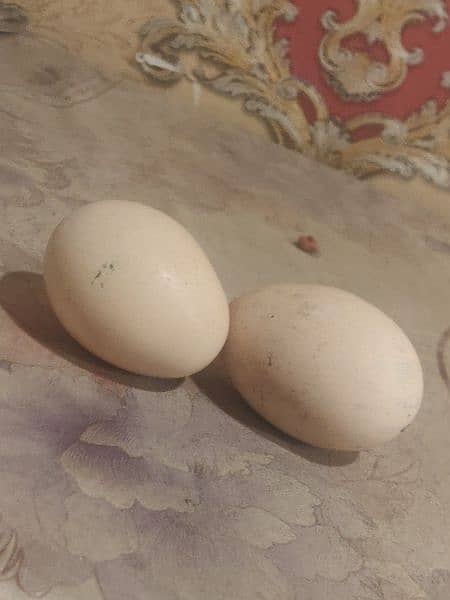 Peacock Eggs 1