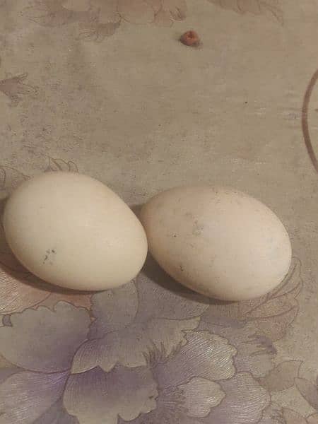 Peacock Eggs 2