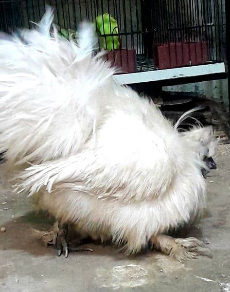 silkie male 1