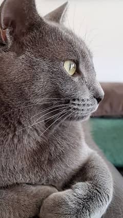 British shorthair cat