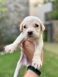 1 month puppies labrador